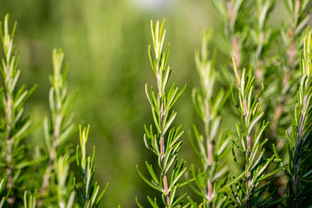Close up of sprigs of rosemary in in the field at sunrise.の写真素材