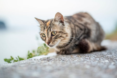 A cat portrait close up, relaxing outside in Greece.