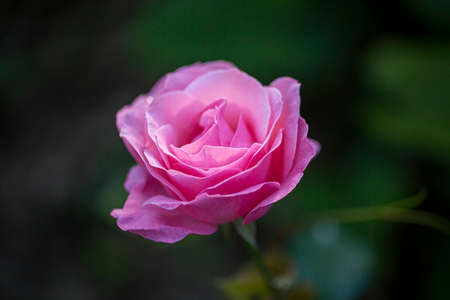Pink rose after the rain over natural background.の写真素材