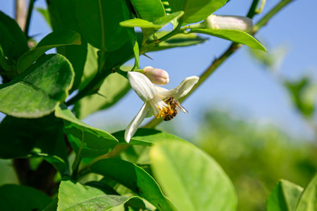 Honey bee collects flower nectar from a tree.
