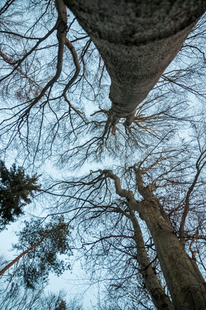 Branches and twigs of trees without leaves in winter. Photographed against the blue sky from below in Austrian forest.の写真素材