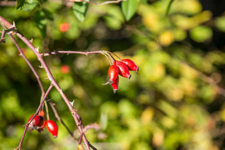 Rose hip fruits close up with soft blurred background.の写真素材