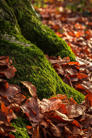 Tree roots among the autumn leaves, nature background in Austrian woods.