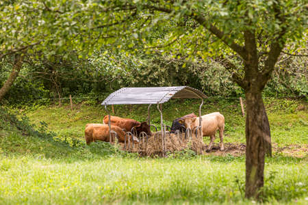 Cows eating silage feeders before the evening milking in Austria.の写真素材