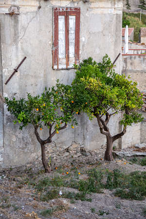 Orange trees near the old house in Italy.の写真素材