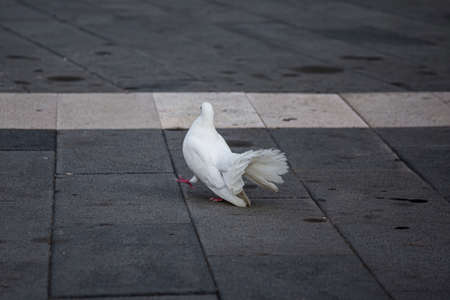Symbol of hope and peace. White dove on a paved path, selective focus.の写真素材