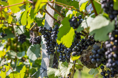 Close-up of bunches of ripe red wine grapes on vine, selective focus in Austria.の写真素材