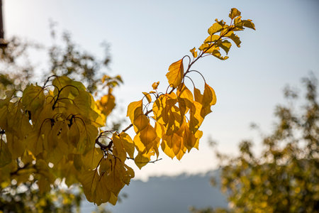 Autumn sun, shining through the yellow leaves.の写真素材
