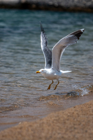 Seagull in flight over the sea in Greece.の写真素材