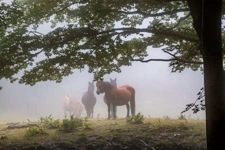 Wild horses, group and outdoor in forest with trees, grass and summer with nature in countryside.の写真素材