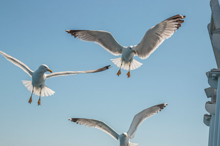 Seagull in flight over the sea in Greece.の写真素材