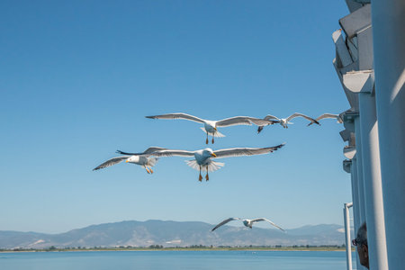 Flying seagulls, top view silhouette. Bird flies over the sea. Seagulls hover over deep blue sea....