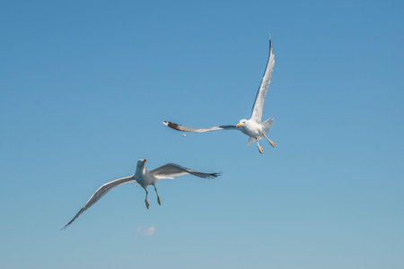 Seagull in flight over the sea.
