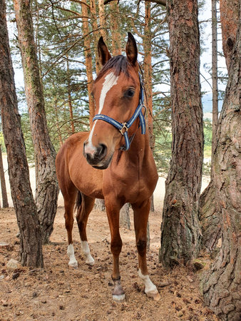 A brown horse wearing a blue halter stands calmly among pine trees on a dry forest floor, projecting peaceful outdoor equestrian life, nature, and a quiet rural countryside atmosphere.の写真素材