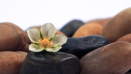 flowers and stones on a white backgroundの写真素材