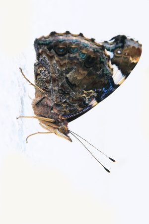 butterfly on a white backgroundの写真素材