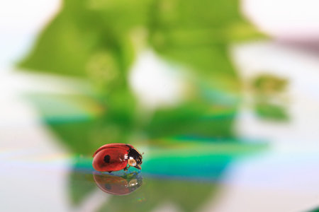 red ladybug on green grass 