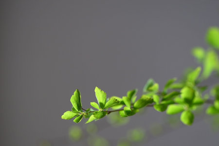 fresh green shoot close-upsの写真素材