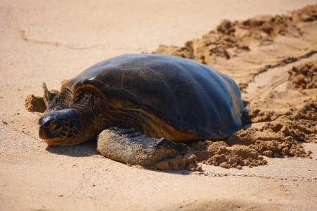 Endangered Green Sea Turtle, Oahu, Hawaiiの写真素材