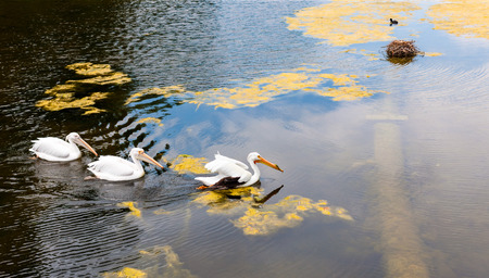 Ducks Swimming in Pond, London, Englandの写真素材