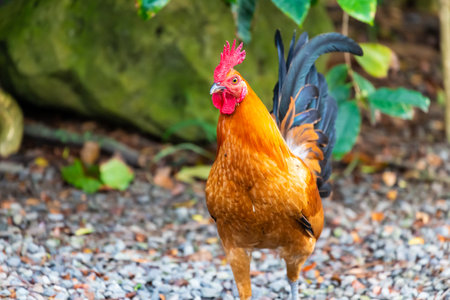 Wild chicken roaming a farm in Oahu, Hawaiiの写真素材
