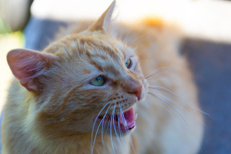 Domestic cat, reacting to something and angry and hissing