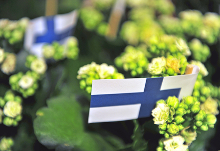 Finnish flags with plantsの写真素材