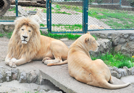 Two lions in the zoo of Belgradeの写真素材