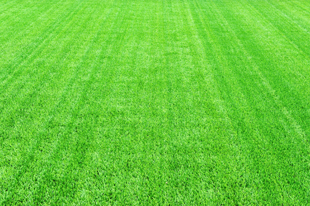 Football stadium green grass backgroundの写真素材