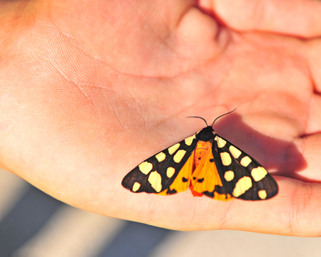 Black and yellow butterfly in the human handsの写真素材