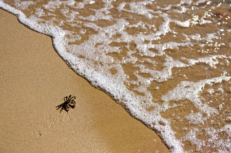 Small mediterranean crab moving to sea wavesの写真素材