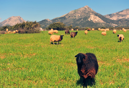 Sheep in green valley, Naxos island,  Greeceの写真素材