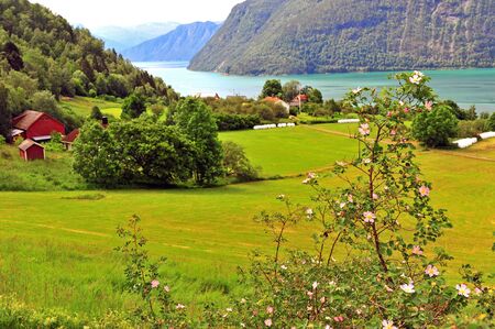 Blooming tree with green valley on background, Ornes, Norwayの写真素材