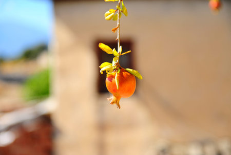 A beautiful red pomegranate grows on a branch in front of the house