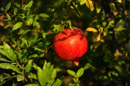 Pomegranate grows on a tree in a groveの写真素材