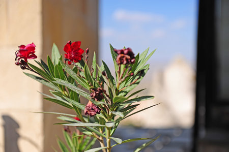Beautiful wild flower with cappadocia village on background, Turkeyの写真素材