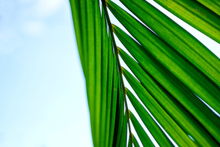 A close up of a plant - Green palm leaves