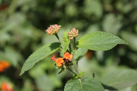 Closeup multicolored flowers and leaves in Rishikesh, Indiaの写真素材