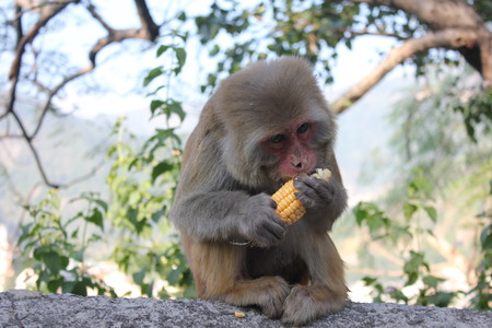 Little monkey sitting and eating a sweet corn in Rishikesh, Indiaの写真素材