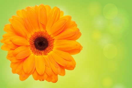 Orange African daisy on a green backgroundの写真素材