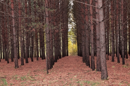 Pine forest の写真素材