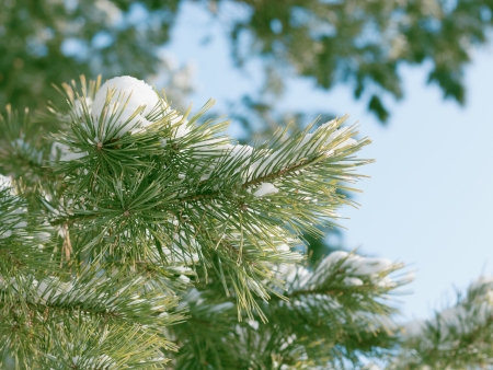 branch of pine on a blue sky  background の写真素材