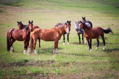 Group of the horses grazed in steppes Khakassiaの写真素材