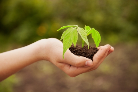 boy hands holding young plant against spring green background  Ecology concept の写真素材