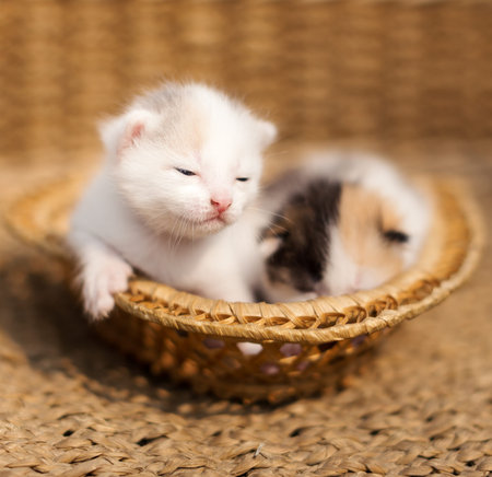 Two newborn kitten sleeping の写真素材