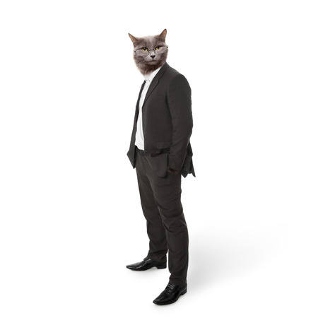 Funny fluffy cat in a business suit businessman  collage on a whiteの写真素材