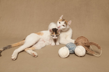 Spotted cat with kittens on the couch next knittingの写真素材