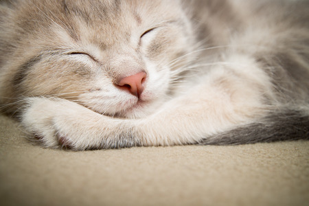 sleeping kitten  close up, animals, domestic cat, relaxing cat, cat resting の写真素材