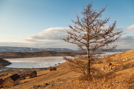 Larch on the shore of Lake Baikal, the Small Seaの写真素材