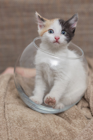 Kitten in the aquarium on the man in bathrobeの写真素材